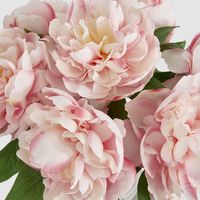 Peonies in Water Vase Pink