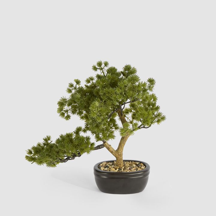 Bonsai Pine Tree 30cm