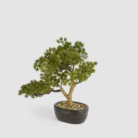 Bonsai Pine Tree 30cm