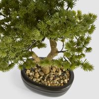 Bonsai Pine Tree 30cm