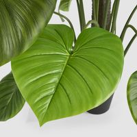 Real Touch Taro Tree 210cm