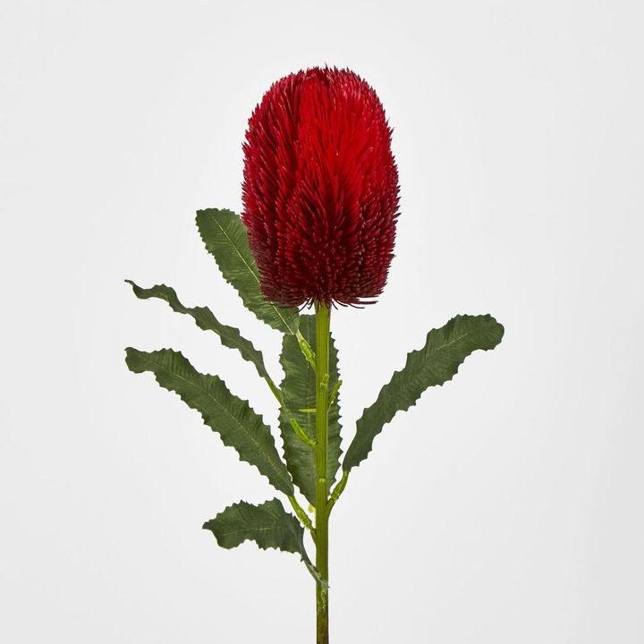 Banksia Stem Red