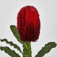 Banksia Stem Red