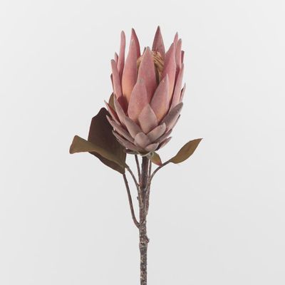 Dusty Pink Protea