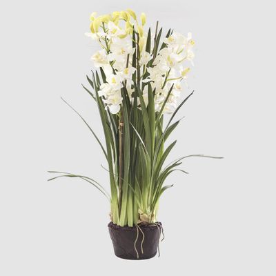 Cymbidium Giant Paper Pot 1.1m White