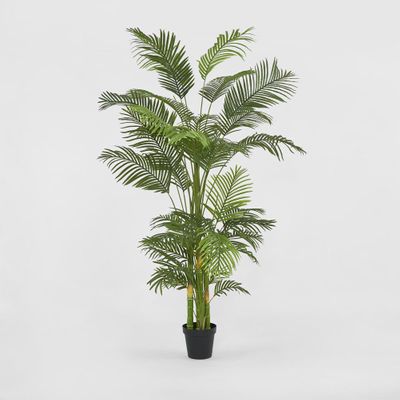 Real Touch Palm Tree In Black Pot 210cm