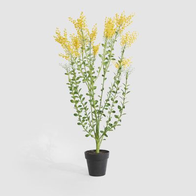 Mimosa Bush 46cm in Black Pot
