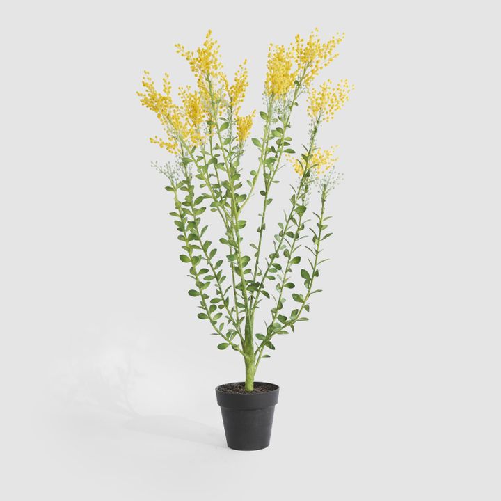 Mimosa Bush 46cm in Black Pot