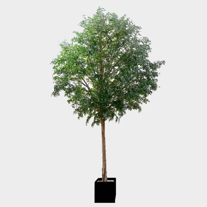 7m Giant Ficus 44110 Lvs