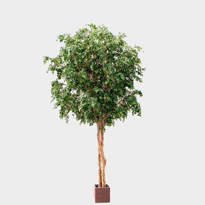 Ficus Retusa Giant 12960Lvs 3.05M