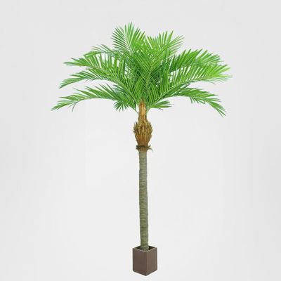 2.7m Giant Majesty Palm w/1344 Lvs