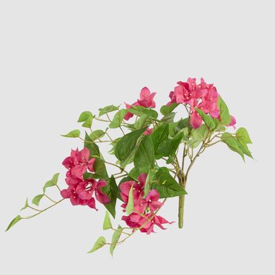 UV Trailing Bougainvillea Bush Fuchsia