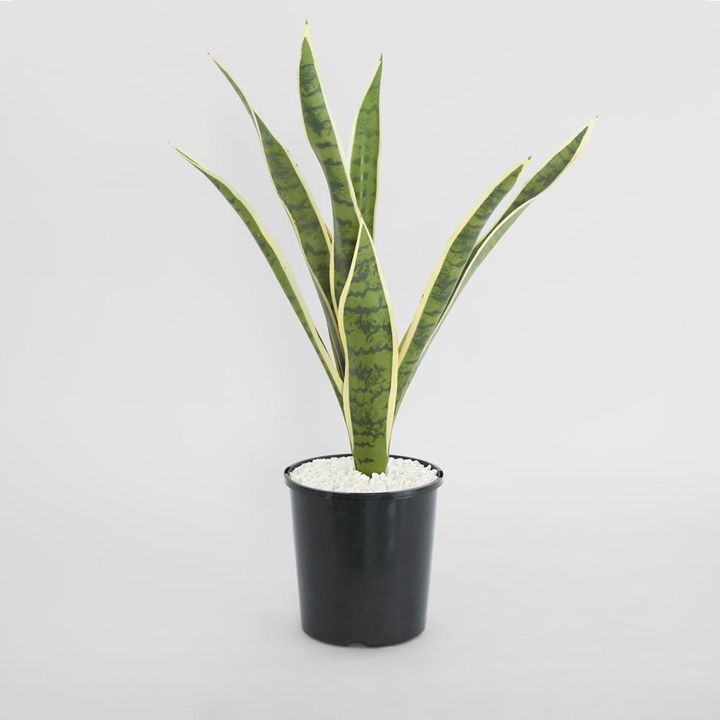 Mother in Laws Tongue Potted 62cm