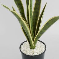 Mother in Laws Tongue Potted 62cm