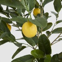 UV Lemon Tree 150cm