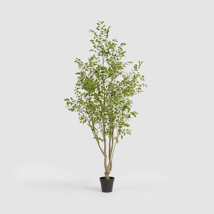 Real Touch Variegated Ficus 270cm
