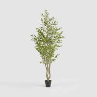 Real Touch Variegated Ficus 270cm