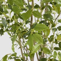 Real Touch Variegated Ficus 270cm