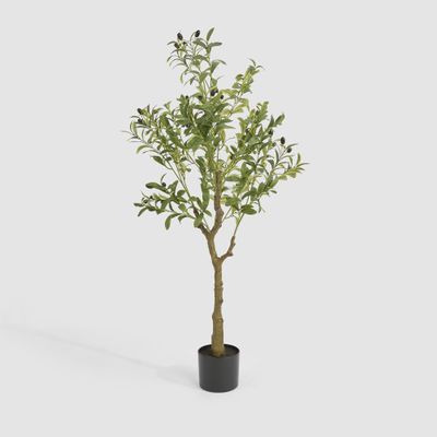 Potted Olive Tree 120cm