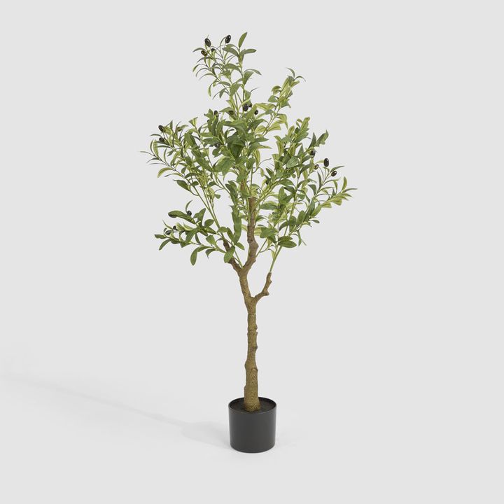 Potted Olive Tree 120cm