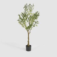 Potted Olive Tree 120cm