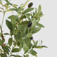 Potted Olive Tree 120cm