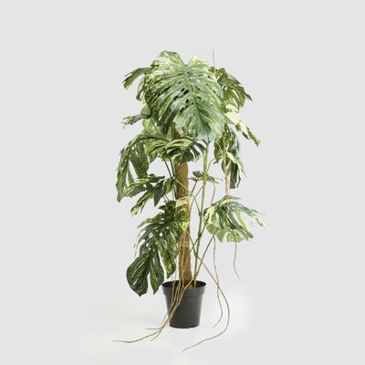 Variegated Monstera Plant 252cm in Black Pot
