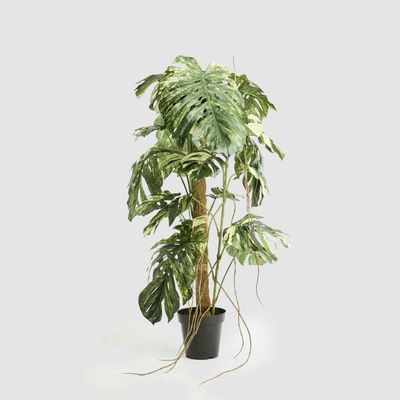 Variegated Monstera Plant 252cm in Black Pot