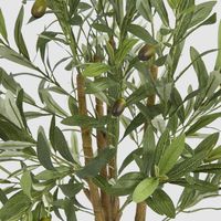 Potted Olive Tree 90cm