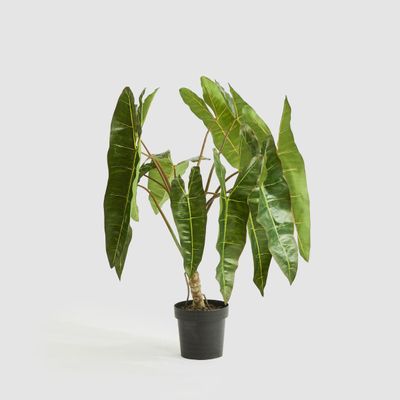 Potted Philodendron Spiritus Sancti Plant 104cm
