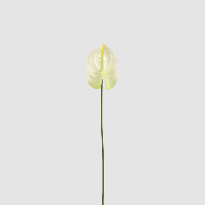 Anthurium Lily Real Touch White