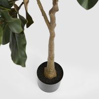 Potted Magnolia Tree 160cm