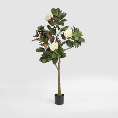 Potted Magnolia Tree 160cm
