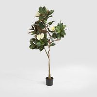 Potted Magnolia Tree 160cm