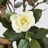 Potted Magnolia Tree 160cm