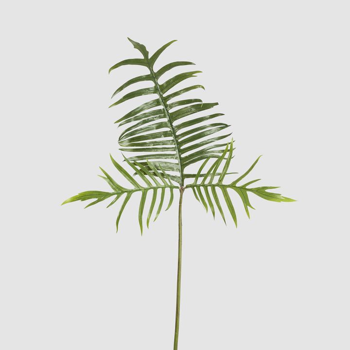 Philodendron Tortum Leaf Spray 81cm