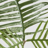 Philodendron Tortum Leaf Spray 81cm