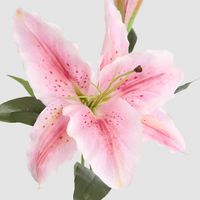 Casablanca 76cm Floral Stem Pink