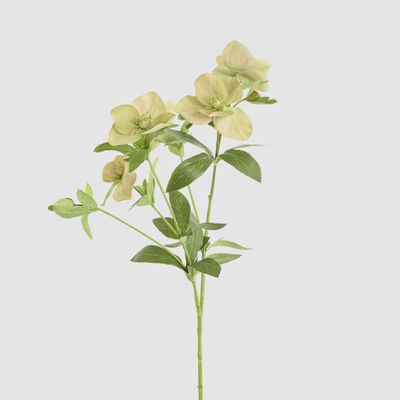 Helleborus Flower Spray 72cm Green