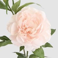 Peony 69cm Floral Stem Blush Pink
