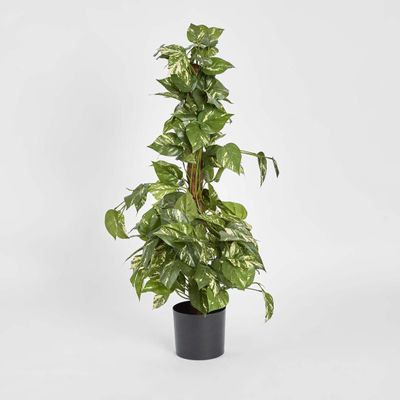 Pothos Vines on Coconut Pole 90cm