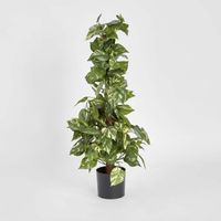 Pothos Vines on Coconut Pole 90cm