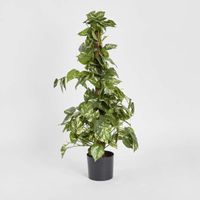 Pothos Vines on Coconut Pole 90cm
