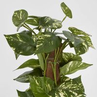 Pothos Vines on Coconut Pole 90cm