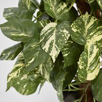 Pothos Vines on Coconut Pole 90cm