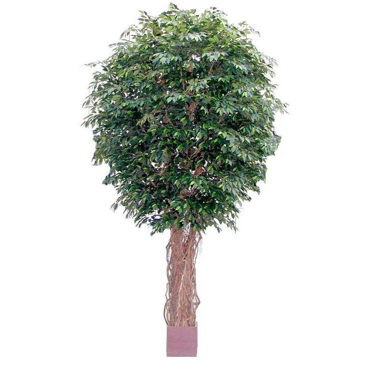 Giant Fat Ficus Liana Tree 6.1m