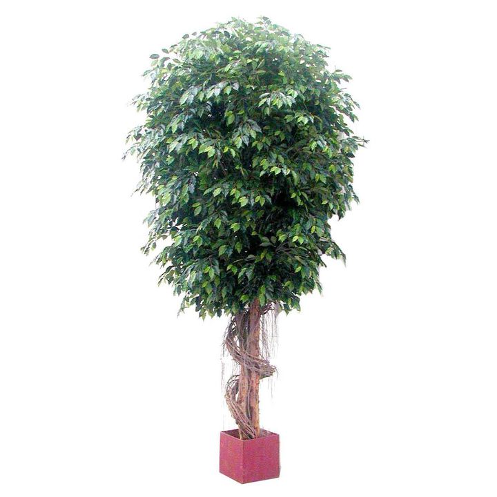Giant Fat Ficus Tree 6.1m