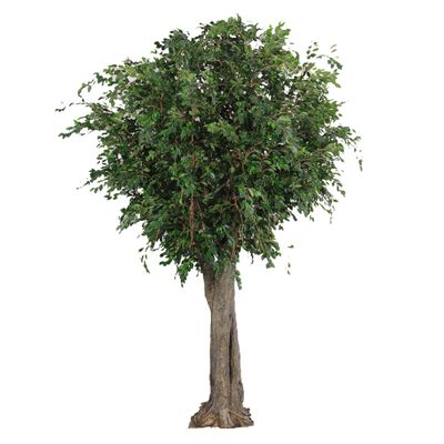 Giant Ficus Exotica Tree 6m