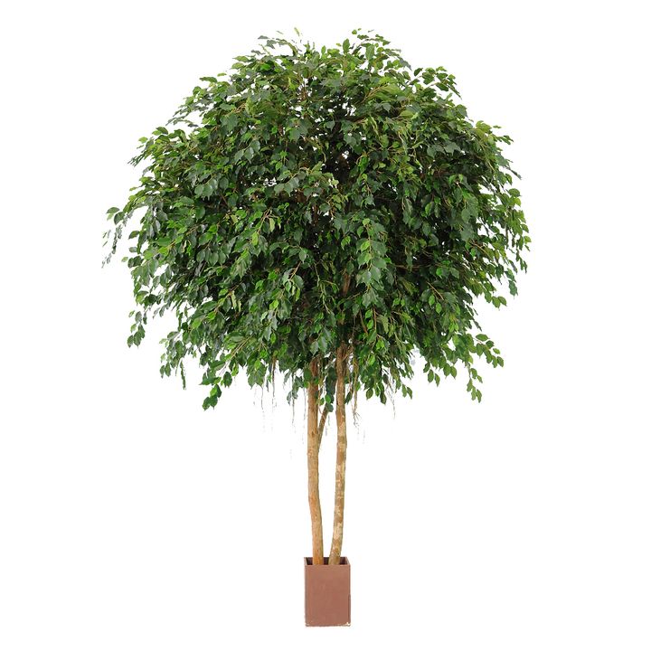 Giant Ficus Exotica Tree 6.1m