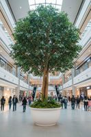 Giant Beech Tree 5.7m